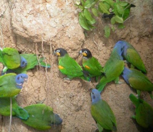 Orange-cheecked and Blue-headed Parrots, Manu lowland, Per?. Photo:Gunnar Engblom